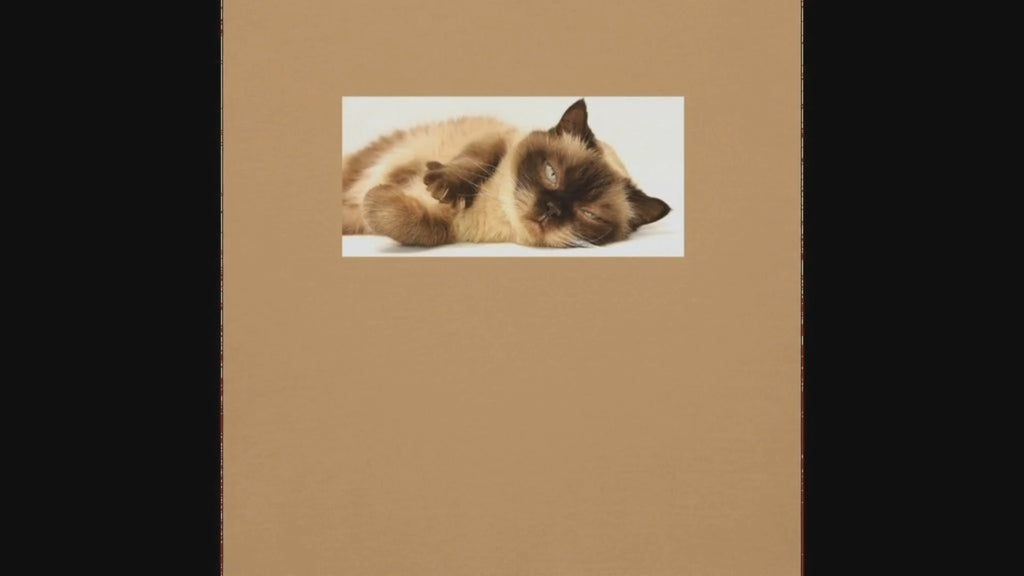 貓咪男女通用連帽衫